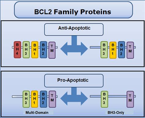 BCL2 (B-Cell Leukemia/Lymphoma 2)