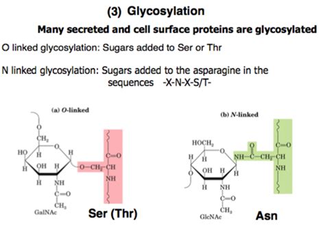 Glycobiology Part 3: N-glycosylation Flashcards | Quizlet