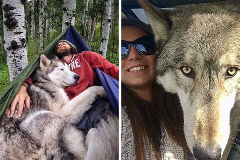 48 Wolf-Like Dogs That Are Actually Just Big Floofs | Bored Panda