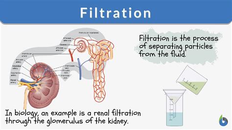 Filtration - Definition and Examples - Biology Online Dictionary