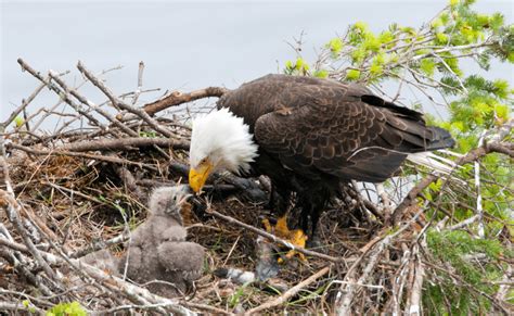 From Nestling to Flight - 6 Amazing Baby Eagle Facts and Pictures ...