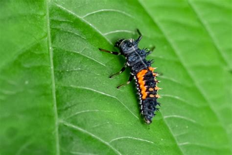 How Ladybug Larvae Look and Benefit Your Garden