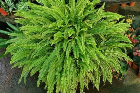 Boston Fern (Nephrolepis exaltata)