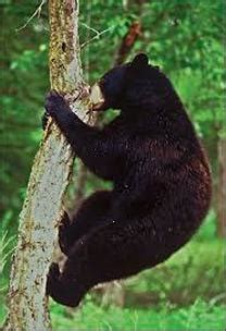 Physical and Behavioral Adaptations - Black Bears