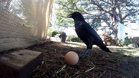 Crow eats egg - YouTube