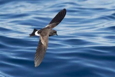 Wilson's storm petrel | New Zealand Birds Online