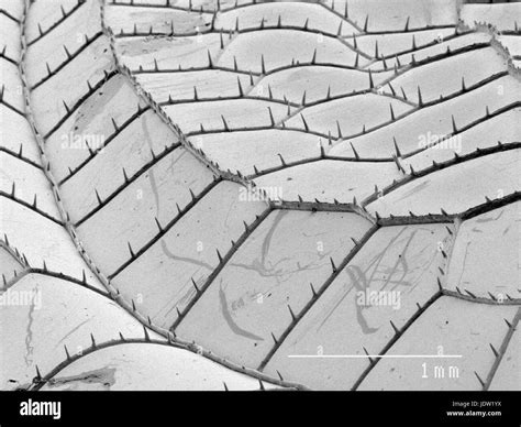 Dragonfly wing close up microscope hi-res stock photography and images ...