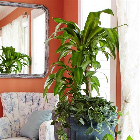 10 Best Low-Light Houseplants | Costa Farms