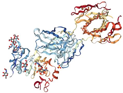 EGFR Protein Overview | Sino Biological