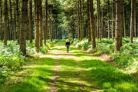 Thetford Forest - UK’s Largest Man-Made Lowland Pine Forest | BaldHiker