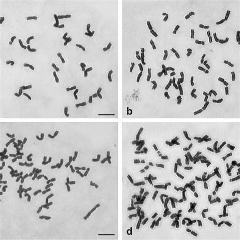 C-banded chromosomes of different hexaploid (a-d), octoploid (e) and ...