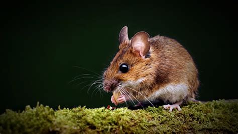 Wild wood mouse (Apodemus sylvaticus) on a moss-covered branch ...