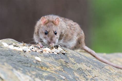 10 Examples of Rat Predators - Wildlife Informer