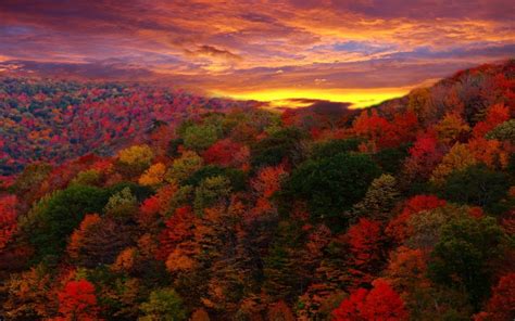 Download Sky Sunset Fall Tree Landscape Nature Forest HD Wallpaper