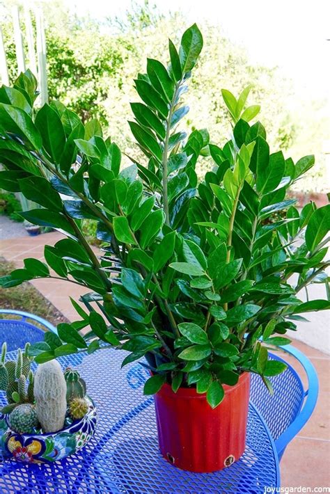 Houseplant Alert! 3 Reasons You Need The Awesome ZZ Plant