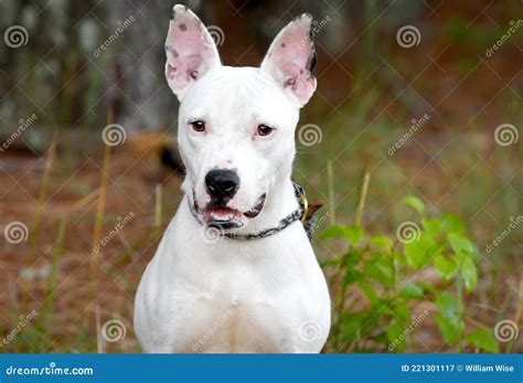 Happy Bull Terrier Mix Breed Dog with Big Ears Stock Image - Image of ...