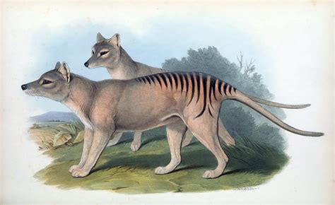 Genetics startup wants to bring the Tasmanian tiger back | Popular Science