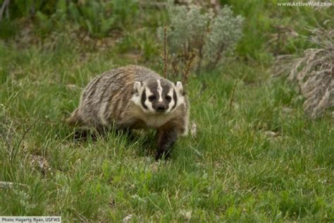 American Badger Facts, Pictures & In-Depth Information