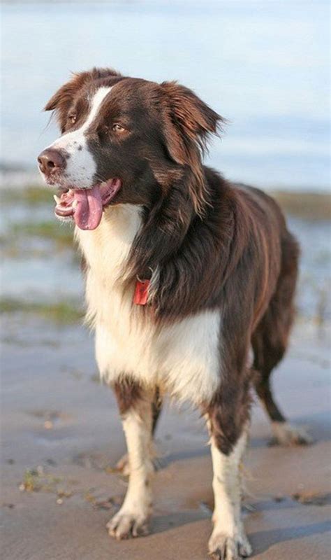 Best Names for a Border Collie - PetHelpful