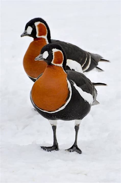 Red-breasted Goose - British Waterfowl Association