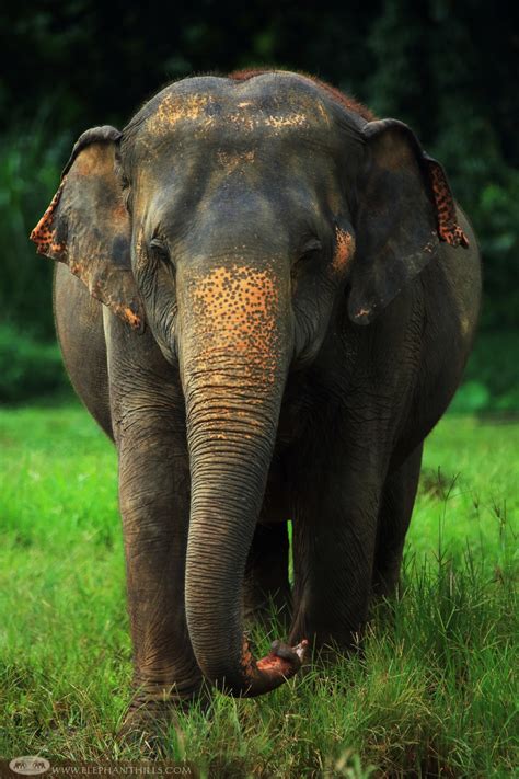 Asian Elephant - Elephant Hills, Thailand