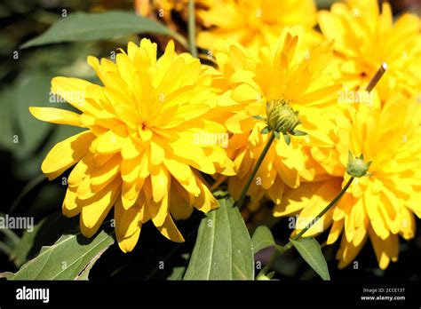 Cutleaf coneflower, Rudbeckia laciniata `Hortensia` Stock Photo - Alamy