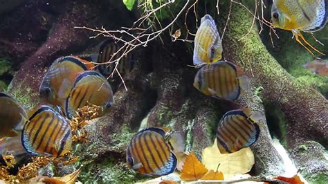 The Natural Habitat of the Discus Fish | Discus.com