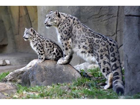 Snow Leopard Cubs Make Public Debut at Brookfield Zoo | La Grange, IL Patch