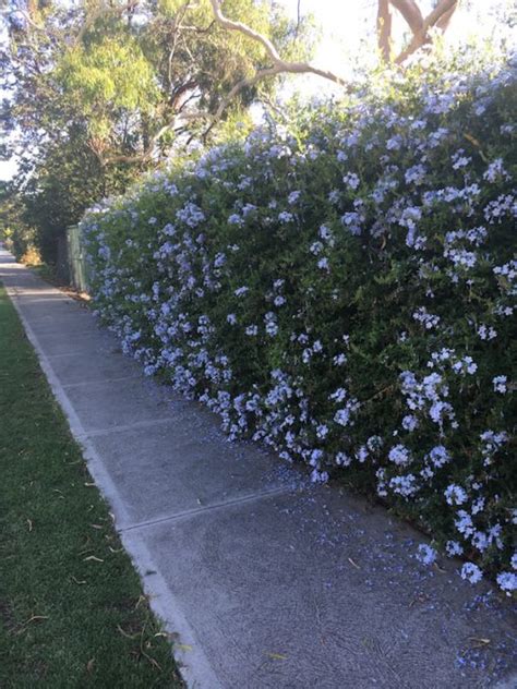 Auriculata Plumbago 8" Pot - Hello Hello Plants & Garden Supplies