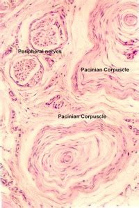 Peripheral Nerve Histology | Microanatomy Web Atlas | Gwen V. Childs, Ph.D.