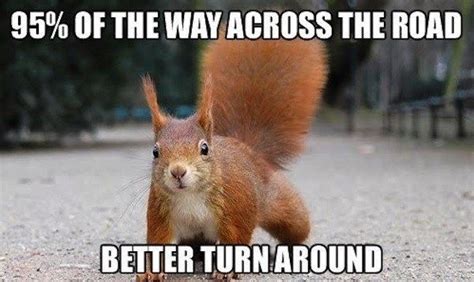 30 Squirrels Memes And Photos That Will Drive You Nuts | Squirrel funny ...