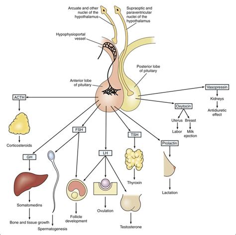 Pituitary Gland And Hypothalamus Hormones