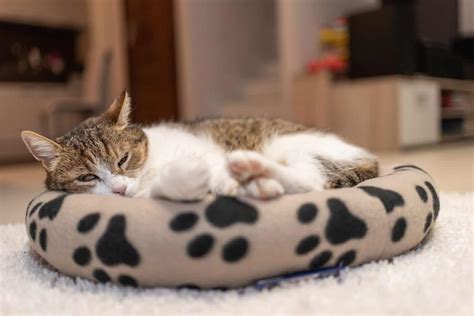 10 Best Cat Beds For Large Cats