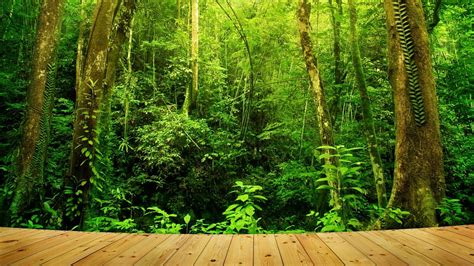 Amazon Rainforest Wallpaper (69+ images)