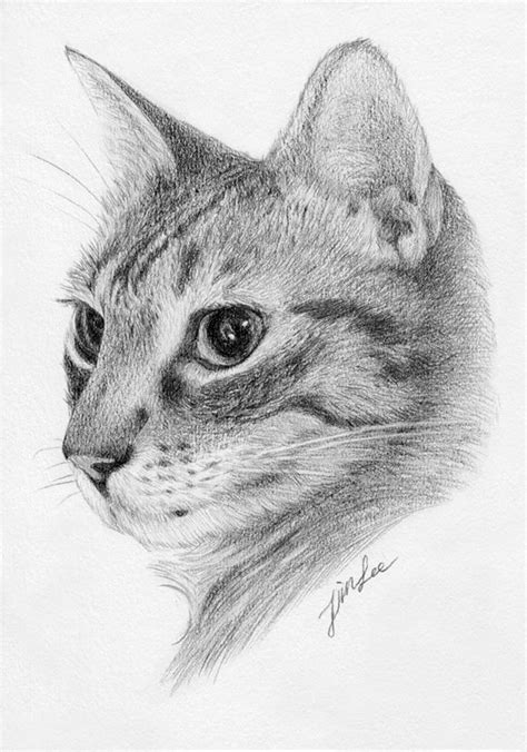 a pencil drawing of a cat's face