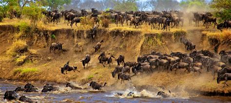 Guide to 2021-2022 Annual Wildebeest Migration | Tanzania Safaris | Tours