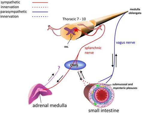 Diagram showing routes of innervation of the small intestine and ...