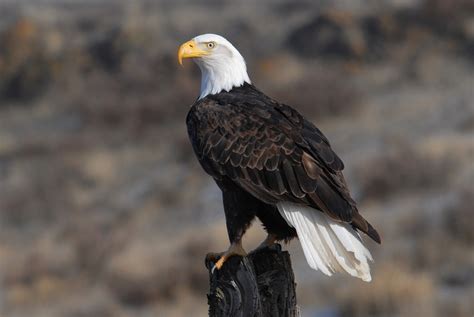 Bald Eagles in Texas are Making a Comeback: Where You Can See Them