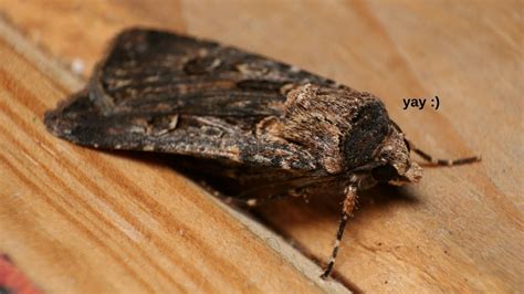 The Bogong Moth May Recover From Near Extinction Thanks To La Nina