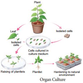 Plant Tissue Culture Techniques and Types – NCERT MCQ