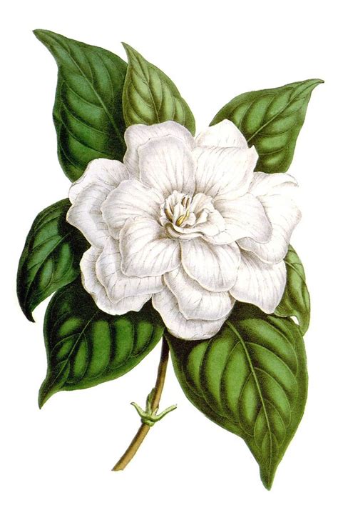 Jasmine Flower Botanical Drawing at GetDrawings | Free download