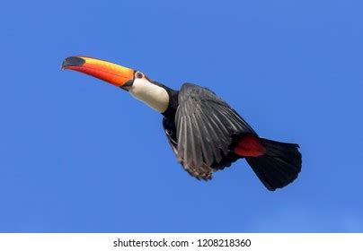 Toucan Flight Stock Photo 1208218360 | Shutterstock