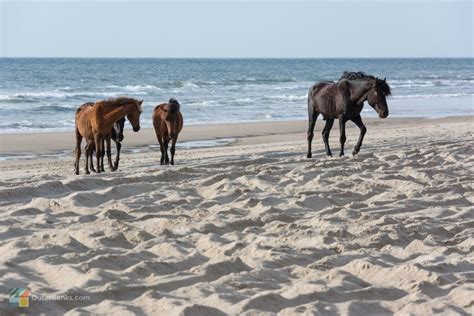 Corolla Wild Horses - Photos, Tours and Info - OuterBanks.com