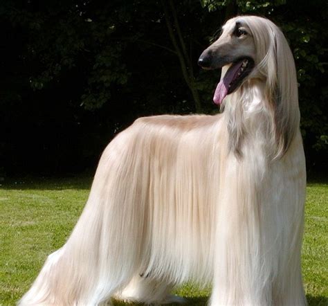 Long-Haired Breed Dog: Cons and Pros – Kellys Kennels