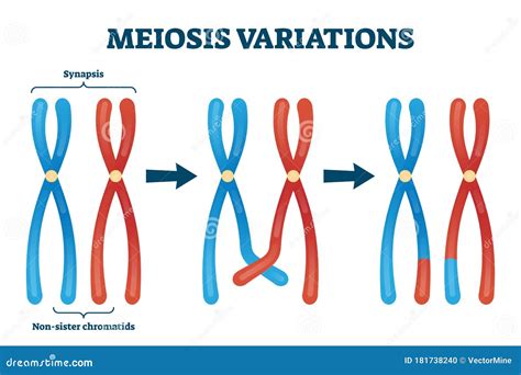 Meiosis Variations Vector Illustration. Educational Genetic Cell ...