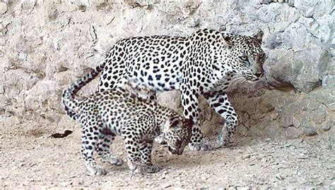 Rare image of Arabian leopard and cub captured in Oman's nature reserve ...