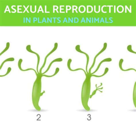 Cell Reproduction In Plants