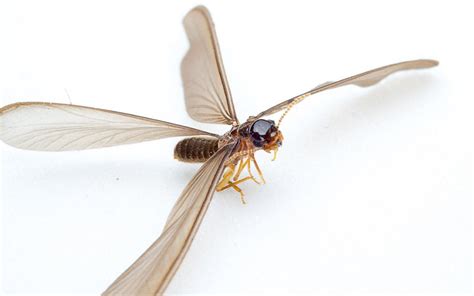 Flying Termites - Winged Termites Surprising Facts