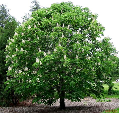 Japanese Horse Chestnut - Aesculus turbinata - North American Insects ...