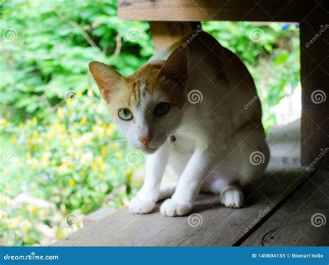 Cat under the table stock image. Image of table, natural - 149804133